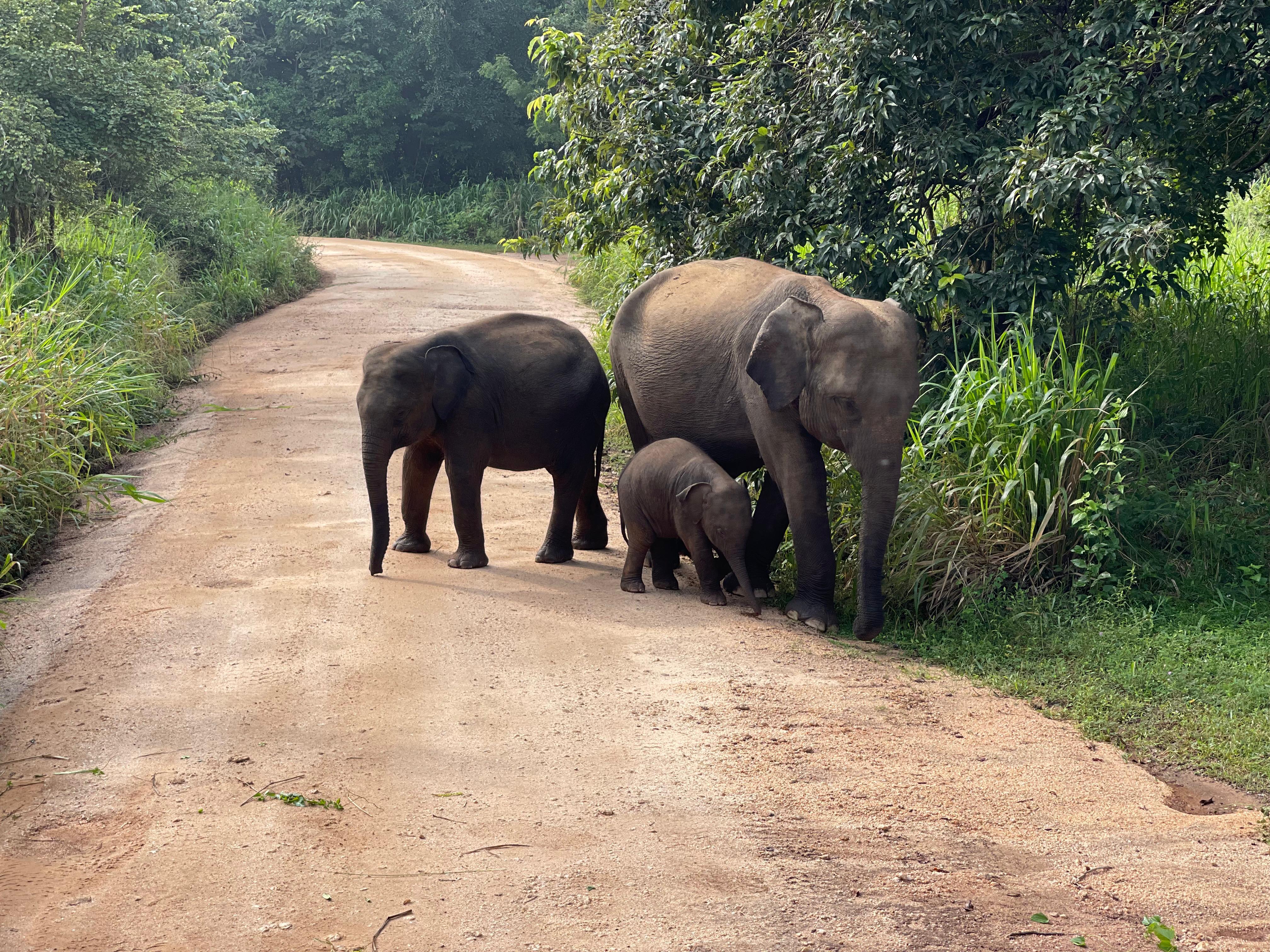 Wild Elephant Safari Adventure – Minneriya, Kaudulla & Hurulu ECO